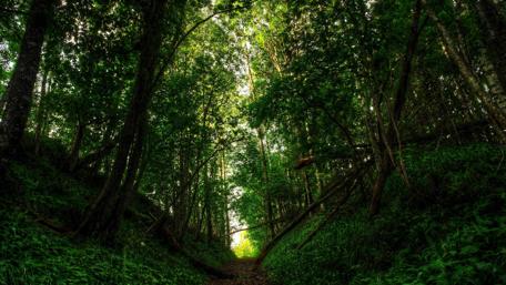 Serene Forest Pathway to Tranquility wallpaper