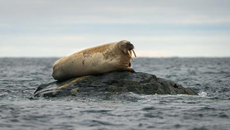 Majestic Walrus Relaxing on a Rock in the Sea wallpaper