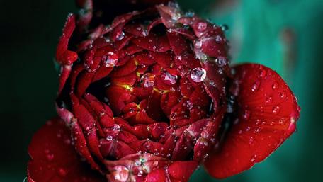 Radiant Red Flower with Water Drops wallpaper