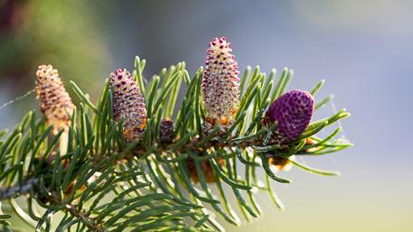 Pine Tree Boughs in Stunning Detail wallpaper