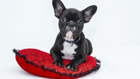 Adorable French Bulldog on Red Cushion wallpaper