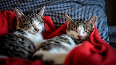Cozy Cats Dreaming in 4K wallpaper