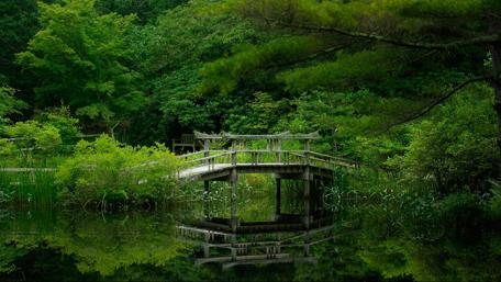 Serene Bridge Over Tranquil Lake in the Forest wallpaper