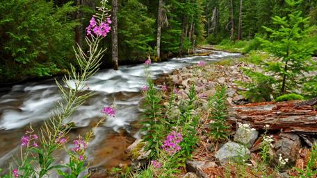 Serene River Surrounded by Vibrant Flowers and Lush Forests wallpaper