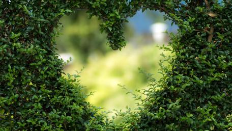Heart-shaped Foliage in Nature's Embrace wallpaper
