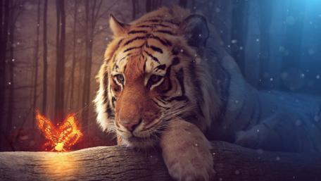 Mystical Encounter in the Enchanted Forest wallpaper