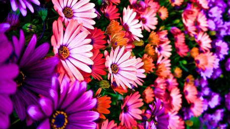 Vibrant Floral Beauty for Your Screen wallpaper