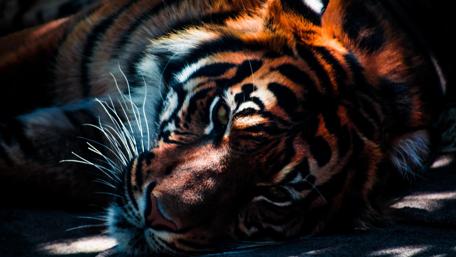 Majestic Tiger in Restful Splendor wallpaper