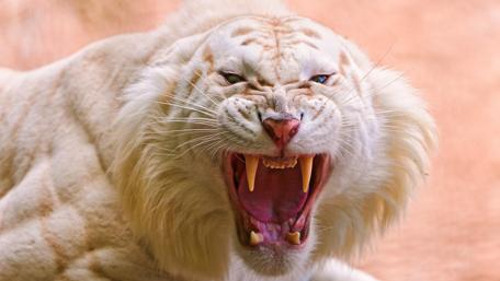 White Tiger Roaring in High-Resolution wallpaper