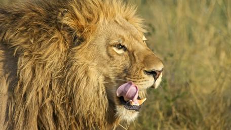 Majestic Lion Close-Up in Nature wallpaper