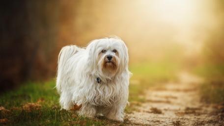 Cute Havanese Dog in Nature's Warm Glow wallpaper