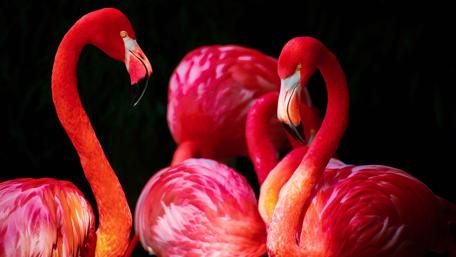 Graceful Flamingos in Vivid Red wallpaper