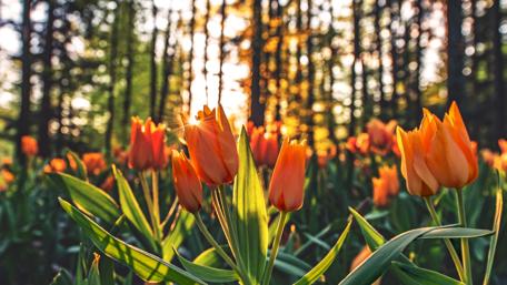 Sunset Glow on Blooming Tulips wallpaper