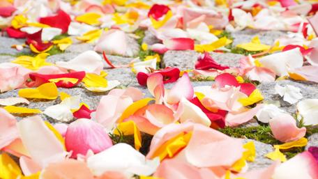 Vibrant Floral Petals on Stone Pathway wallpaper