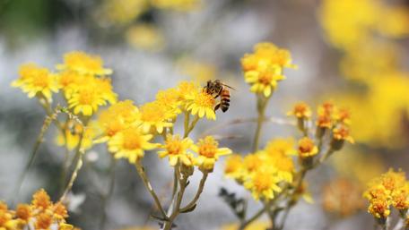 Blooming Yellow Flowers with Busy Bees wallpaper