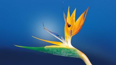 Vivid Bird of Paradise Flower Wallpaper wallpaper
