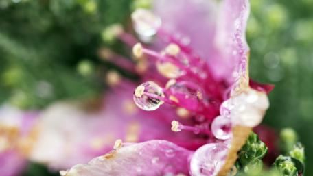 Delicate Bloom with Raindrops Shining Brightly wallpaper