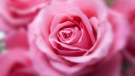 Elegant Pink Rose in Soft Focus Wallpaper wallpaper