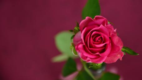 Elegant Red Rose Bloom in 4K wallpaper