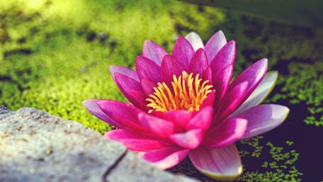Blooming Lotus Flower in Serene Waters wallpaper