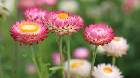 Blooming Beauty in 4K Clarity wallpaper