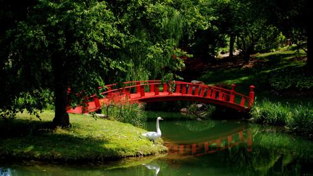 Serenity in Nature's Embrace wallpaper