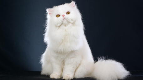 White cat wallpaper