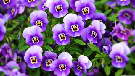 Vibrant Purple Pansies in Bloom wallpaper