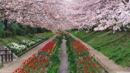 Vibrant Spring Blooms in Full Color wallpaper