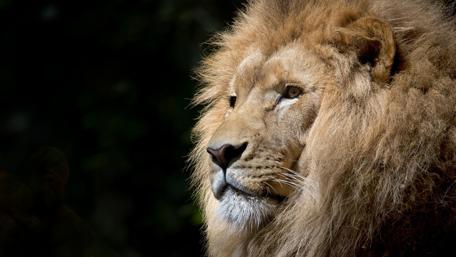 Majestic Lion in the Wild wallpaper