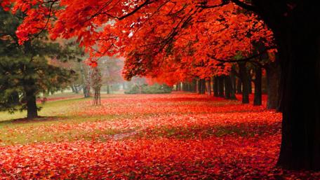 Fiery Autumn Canopy in Nature's Glory wallpaper