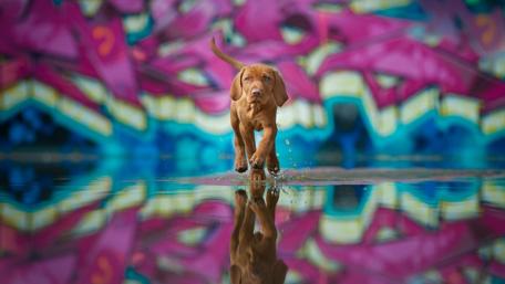 Playful Puppy Adventure in Vibrant Surroundings wallpaper