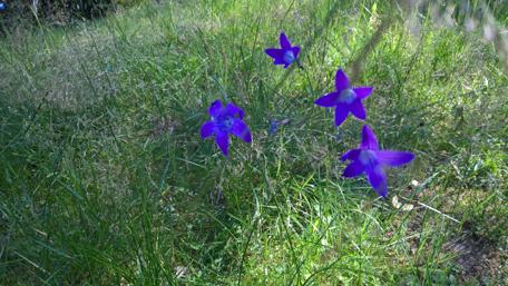 Purple Blossoms in Lush Greenery wallpaper