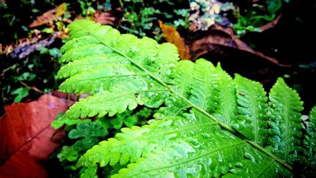 Vivid Green Fern After Rainy Day wallpaper