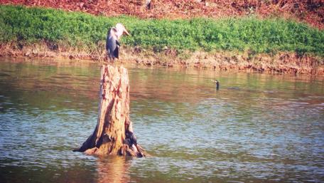 Tranquil Waterside Scene Featuring a Stork Standing Proudly wallpaper