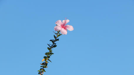 Blossoming Beauty Against a Clear Sky wallpaper