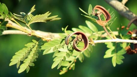 Intricate Nature's Embrace of Twisting Branches wallpaper