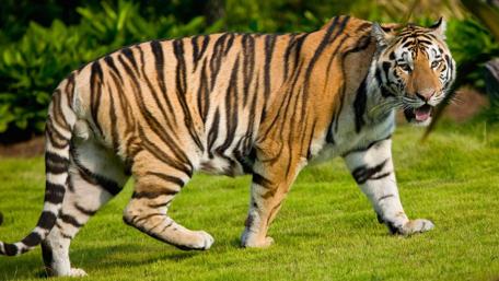 Majestic Tiger Roaming the Wild wallpaper