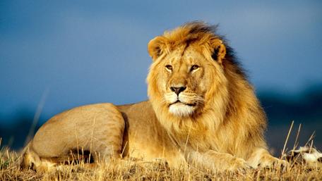 Majestic Lion Ruling the Savanna wallpaper