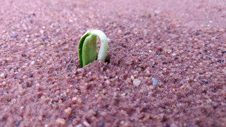 Emerging Life from the Soil wallpaper