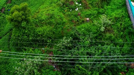 Lush Greenery Aerial View of Nature's Abundance wallpaper
