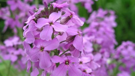 Blooming Purple Beauty in Nature's Palette wallpaper