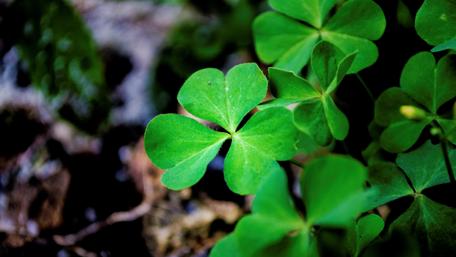 Vibrant Green Clover Patch Wallpaper wallpaper