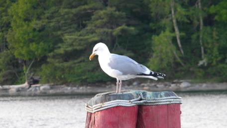 Seagull Perched on a Pier by the Ocean wallpaper