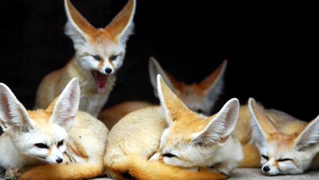 Cute Fennec Foxes Relaxing Together wallpaper