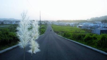 Serenity on a Country Road Amidst Nature's Beauty wallpaper