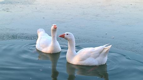 Graceful Swans in Serene Waters wallpaper