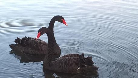 Elegant Black Swans Gliding on Water Surface wallpaper