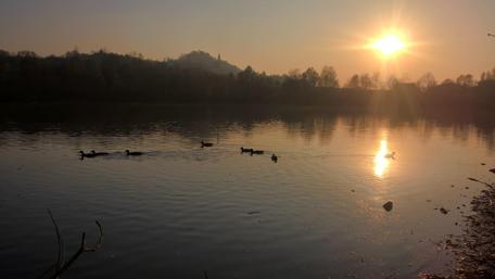 Serene Ducks at Sunset Over Tranquil Waters wallpaper
