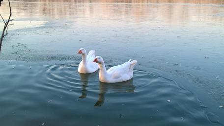 Graceful Swans on Tranquil Water Surface wallpaper
